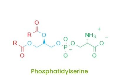 bulk Phosphatidylserine bulk Phosphatidylserine